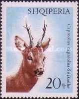 [European Roe Deer, type AAM]
