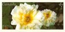 [Canadian Roses - Self-Adhesive, type BUJ1]