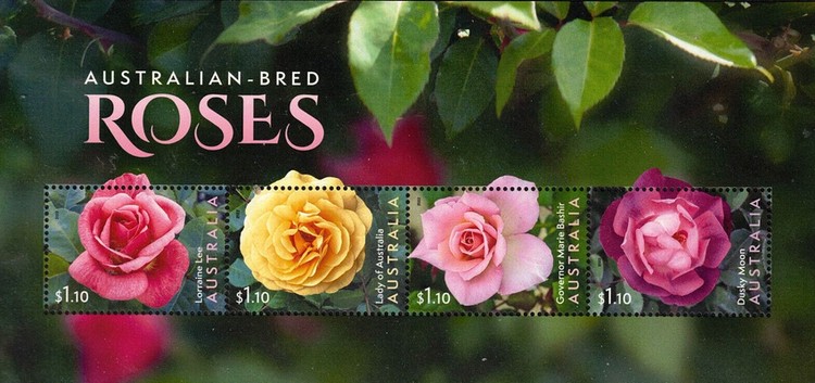 [Australian-bred Roses, type ]