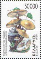 [Mushrooms, type KP]