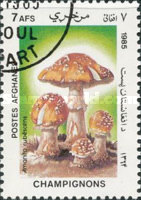 [Flora - Mushrooms, type ABT]