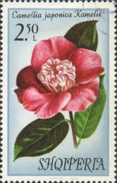 [Flowers - Camellias, type AOG]
