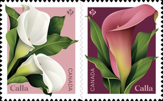 [Calla - Spring Flower, type ]