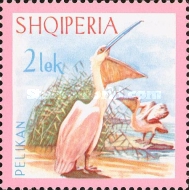 [Birds - Dalmatian Pelican, type ZM]