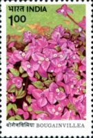 [Bougainvillea, type AFM]