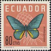 [Butterflies, type AOD]