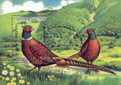 [The Ringed-necked Pheasant, type ]