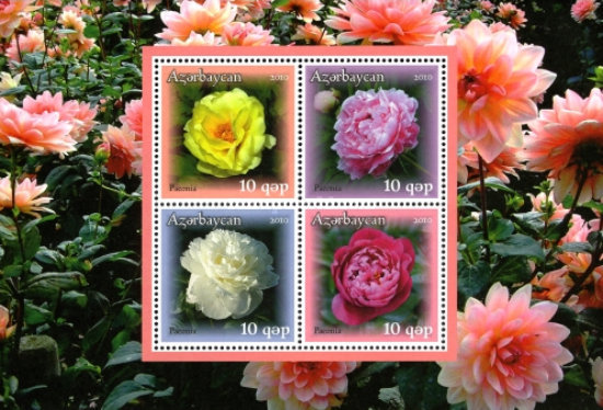 [Peony, type ]