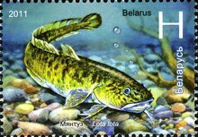 [Fish, type AEH]