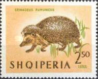 [Animals - Mammals, type OK]