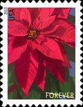 [Flowers - Poinsettia, type GJT]