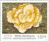 [Corals, type BLB]