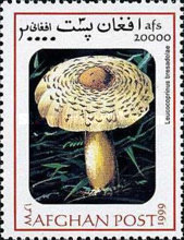 [Mushrooms, type ART]
