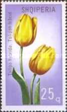 [Flowers - Tulipans, type ALD]
