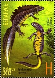 [Newts - Joint Issue with Russia, type AFV]
