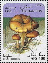 [Mushrooms, type ALS]