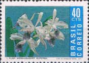 [Brazilian Orchids, type AVQ]
