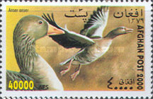 [Fauna - Birds, type AVD]