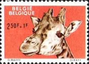 [Animals from Antwerp zoo, type ZO]