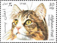 [Cats, type ANW]