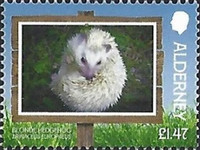 [Blonde Hedgehog, type AEQ]