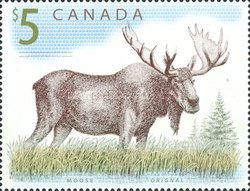 [Definitive - Moose, type CFA]