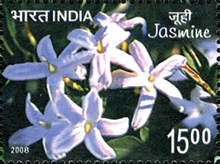 [Jasmine, type COO]