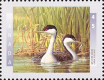 [Birds, type BFN]