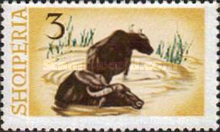 [Water Buffalo, type SK]