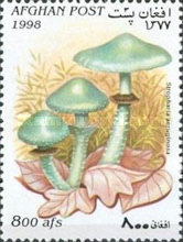 [Mushrooms, type APH]