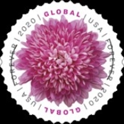 [Flowers - Chrysanthemum, type IHU]