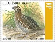 [Quail, type FMX]