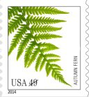 [Flora - Ferns, type GKZ]