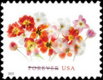 [Flowers, type IPS]