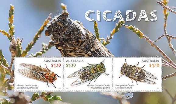 [Insects - Cicadas, type ]