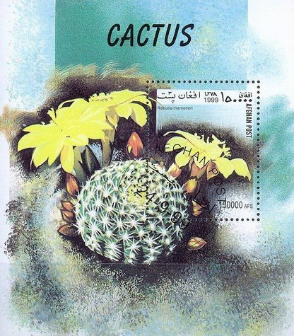 [Flora - Cacti, type ]