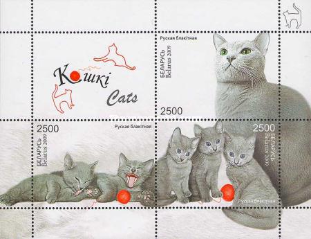 [Cats - Russian Blue, type ]