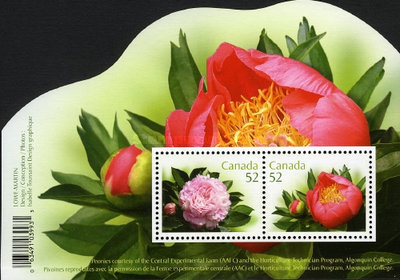 [Peonies, type ]