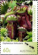 [Carnivorous Plants, type DWS]