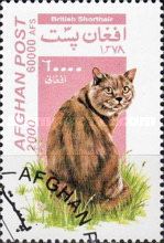 [Cats, type AUY]