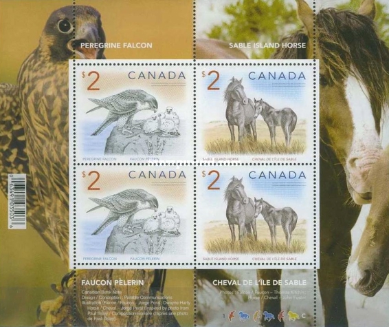 [Animals - Peregrine Falcon & Sable Island Horse, type ]