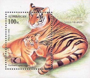 [Wild Cats, type ]