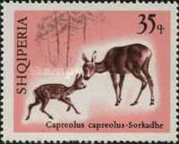 [European Roe Deer, type AAQ]