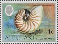 [Sea Shells and Corals, type CG]