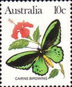 [Butterflies, type AAC]