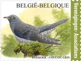 [Definitive - Common Cuckoo, type XGA]