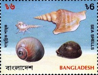 [Sea Shells, type PS]