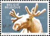 [Animals from Antwerp zoo, type ZQ]