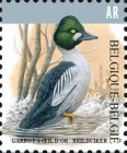 [AR Birds - Common Goldeneye, type FDN]