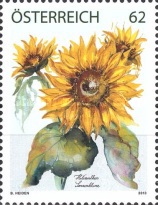 [Flora - Sunflower, type DAV]